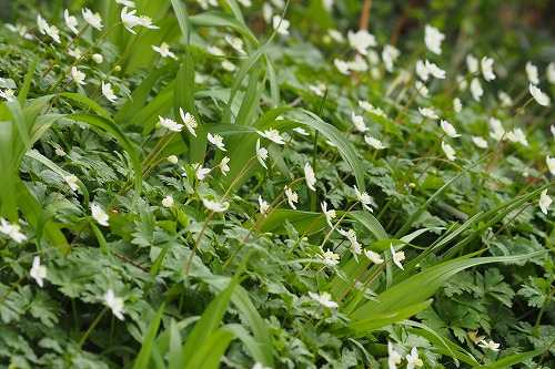 二輪草 篠 すみれ スイセンの花 真言宗智山派 円泉寺 埼玉県飯能市