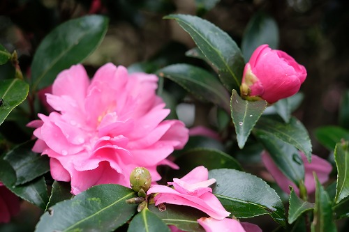 寒椿 山茶花 の赤い花が見事です 真言宗智山派 円泉寺 埼玉県飯能市