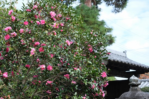 寒椿 山茶花 の赤い花が見事です 真言宗智山派 円泉寺 埼玉県飯能市