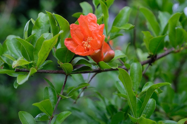 ザクロの花と鬼子母神さま 真言宗智山派 円泉寺 埼玉県飯能市